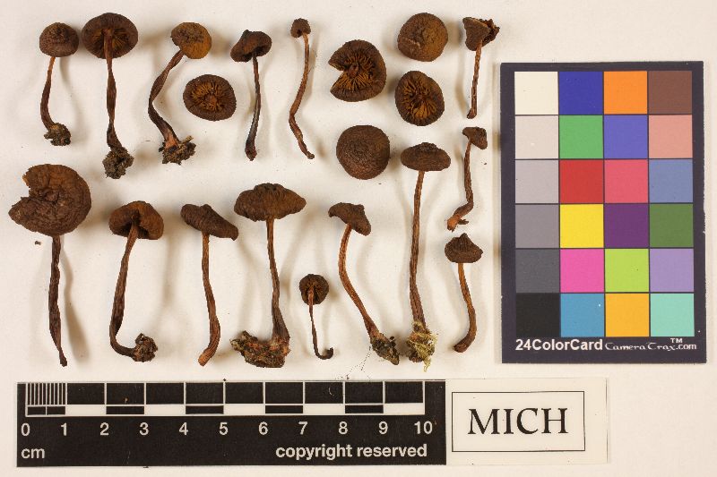 Cortinarius aurantiobasis image