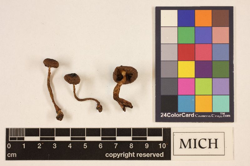 Cortinarius aurantiobasis image