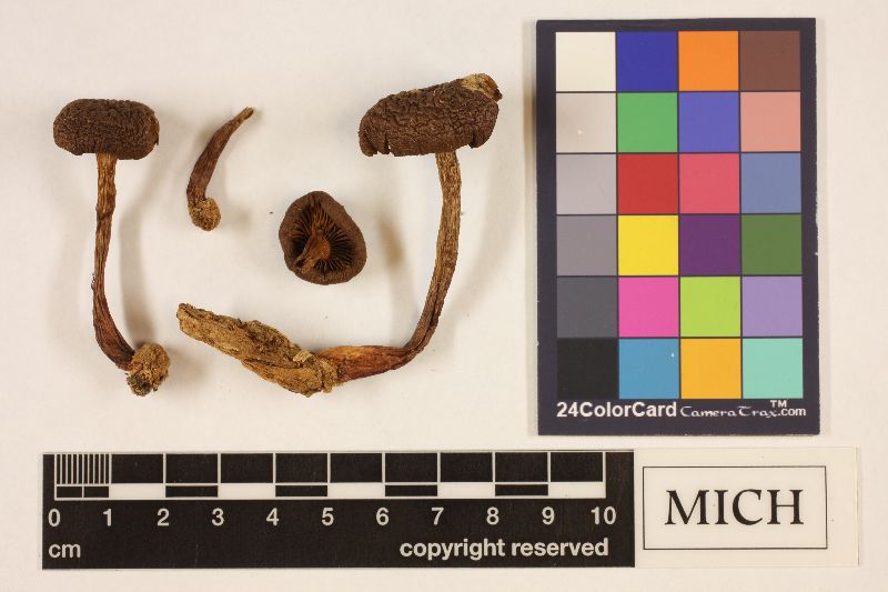 Cortinarius aurantiobasis image