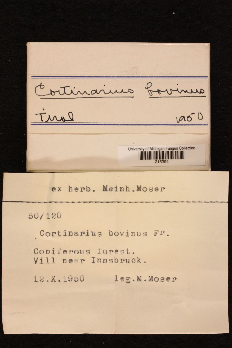 Cortinarius bovinus image