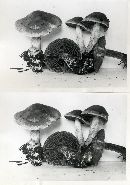 Cortinarius brunneus image