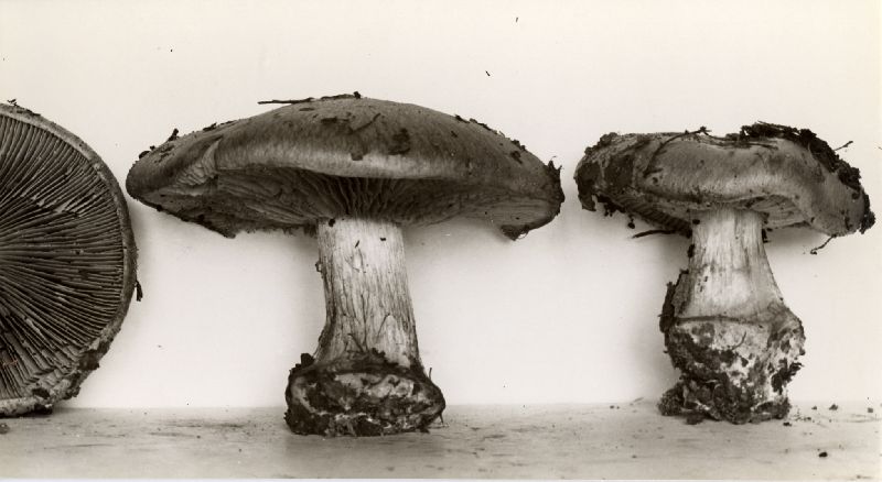 Cortinarius boudieri image