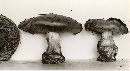 Cortinarius boudieri image