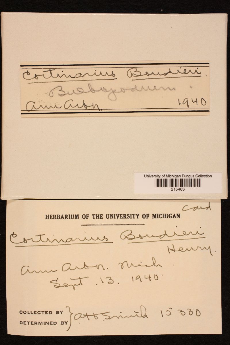 Cortinarius boudieri image
