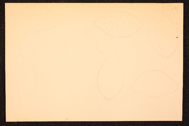 Cortinarius boudieri image