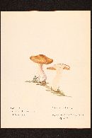 Cortinarius bulbosus image