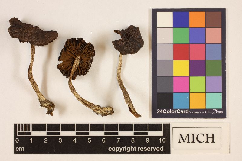 Cortinarius boreasensis image