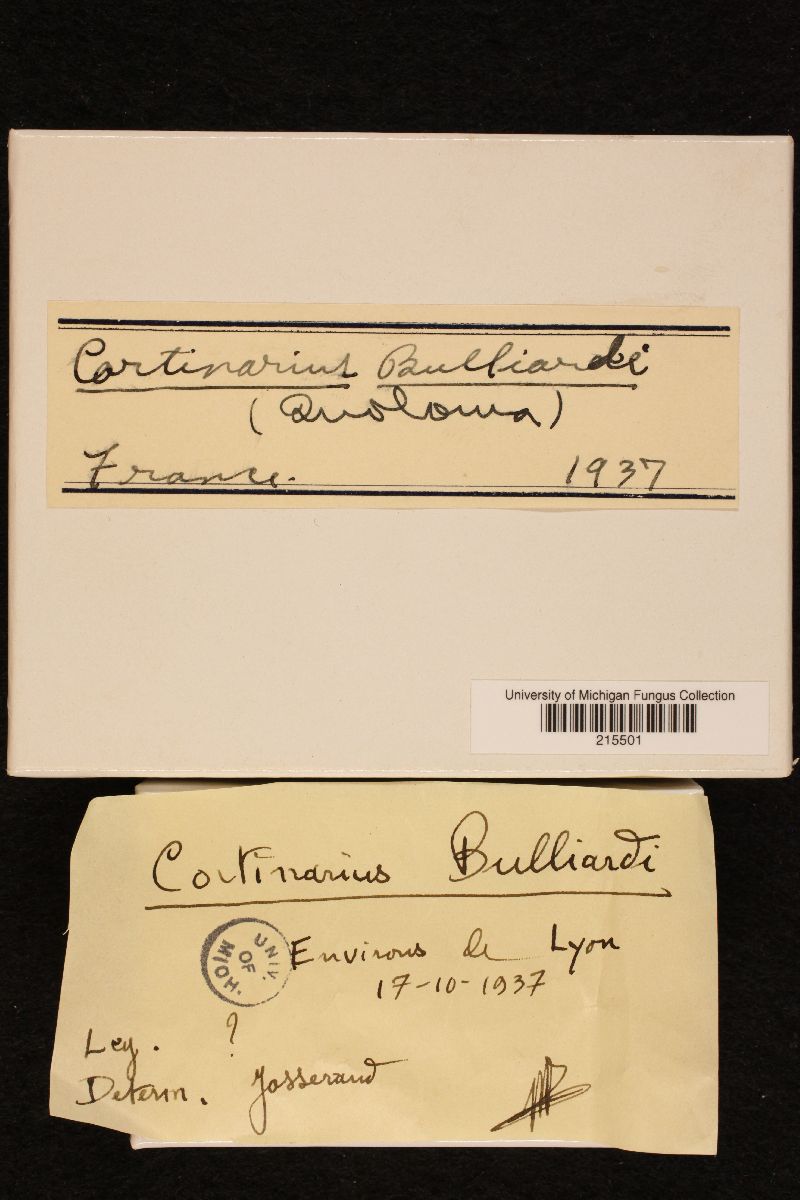 Cortinarius bulliardi image
