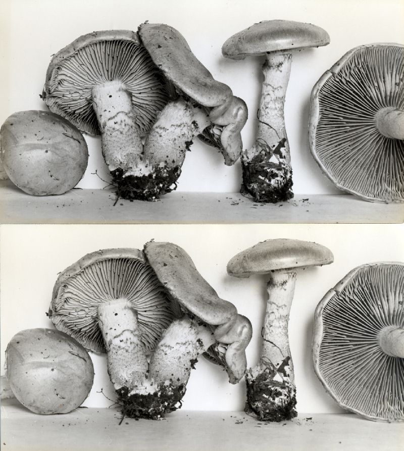 Cortinarius caesiellus image