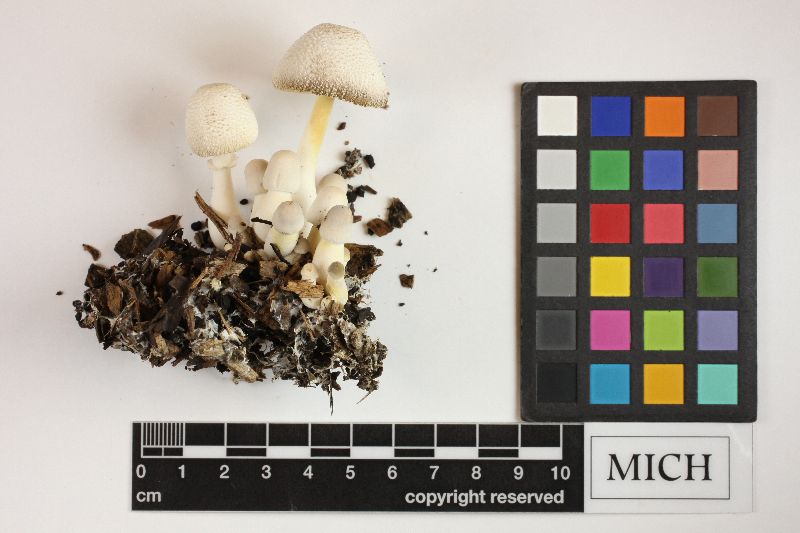 Leucocoprinus caepestipes image