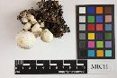 Leucocoprinus caepestipes image