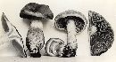 Cortinarius caninus image