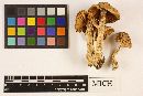 Cortinarius caninus image