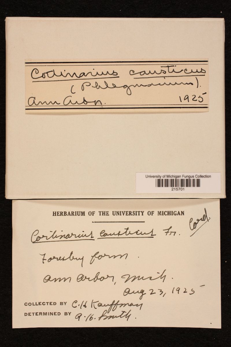 Cortinarius galeobdolon image