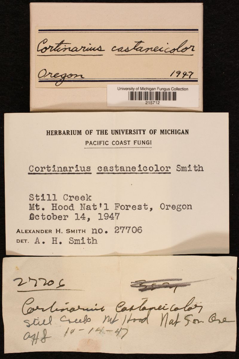 Cortinarius castaneicolor image