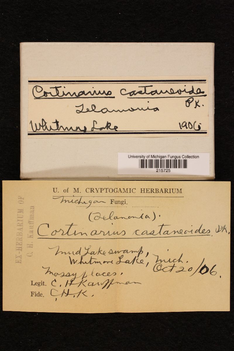 Cortinarius castaneoides image