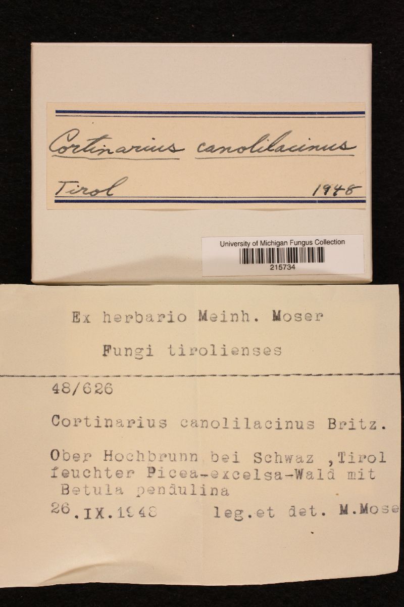Cortinarius canolilacinus image