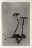 Cortinarius chrysolitus image