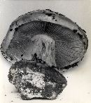 Cortinarius cedretorum image