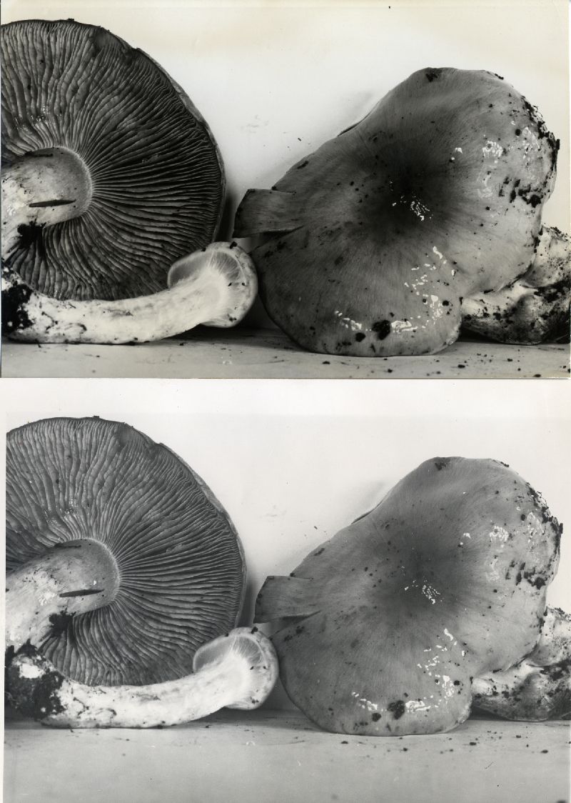 Cortinarius cliduchus image