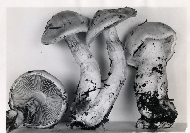 Cortinarius citrinifolius image