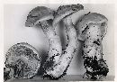 Cortinarius citrinifolius image