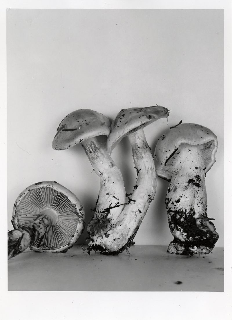 Cortinarius citrinifolius image