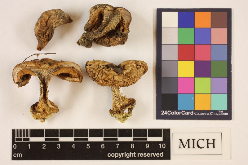 Cortinarius citrinipedes image