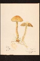 Cortinarius corrugatus image