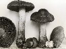 Cortinarius corrugatus image