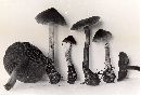 Cortinarius colus image