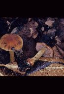 Cortinarius corrugatus image