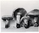 Cortinarius cotoneus image