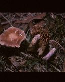 Cortinarius cylindripes image