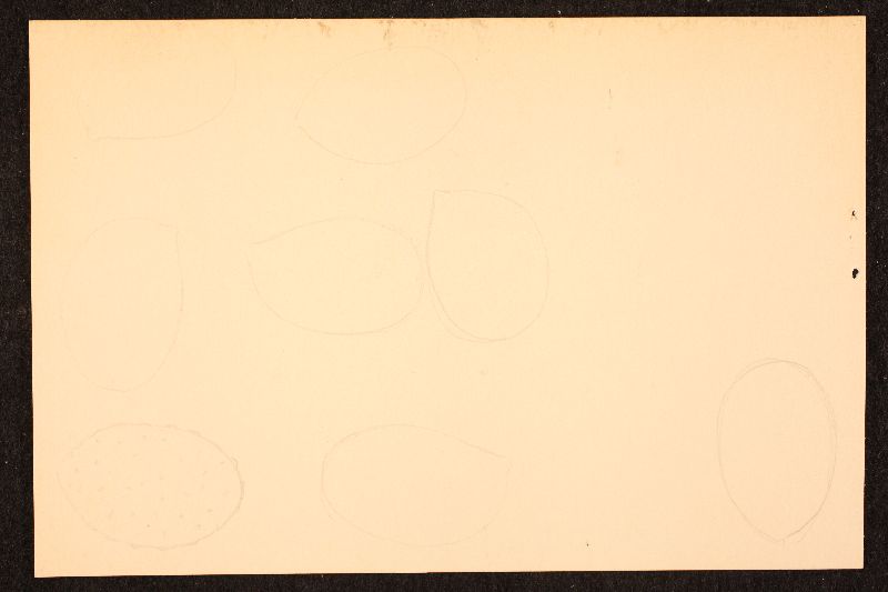 Cortinarius cypriacus image