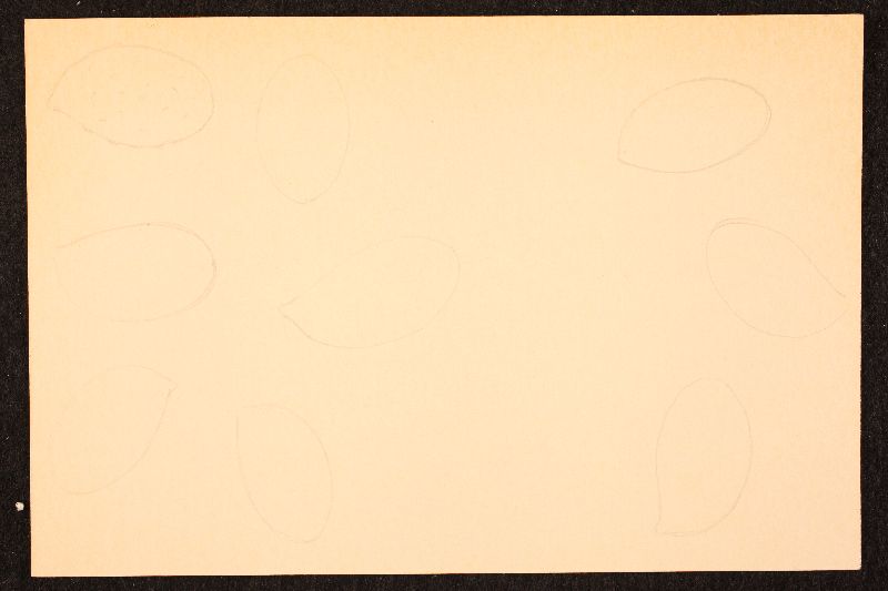 Cortinarius damascenus image