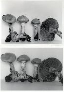 Cortinarius delibutus image