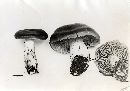 Cortinarius illuminus image