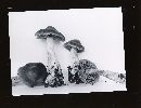 Cortinarius illuminus image