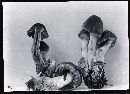 Cortinarius illuminus image