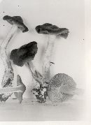 Cortinarius illuminus image