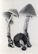 Cortinarius distans image