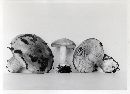 Cortinarius elegantioides image