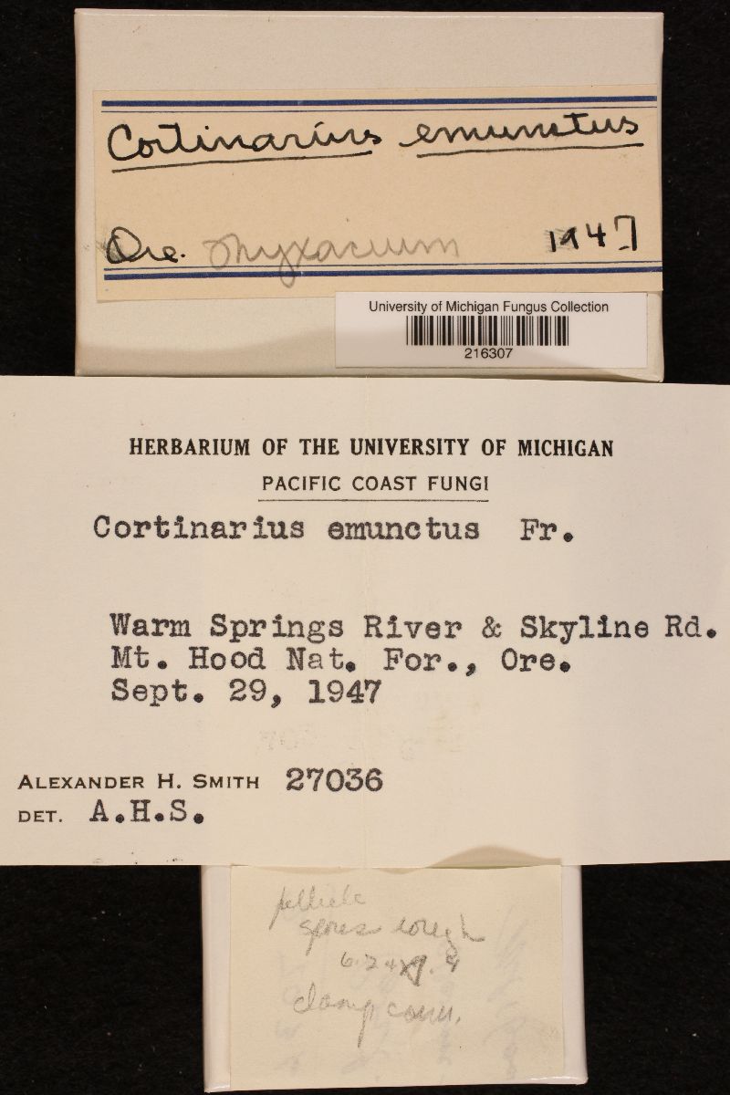 Cortinarius emunctus image