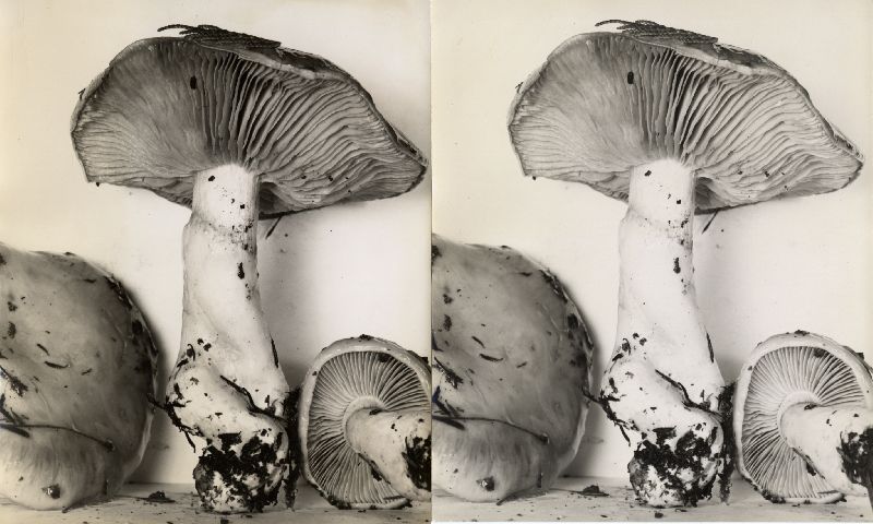 Cortinarius emunctus image