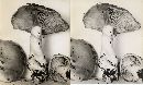 Cortinarius emunctus image