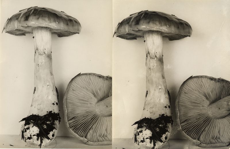 Cortinarius emunctus image