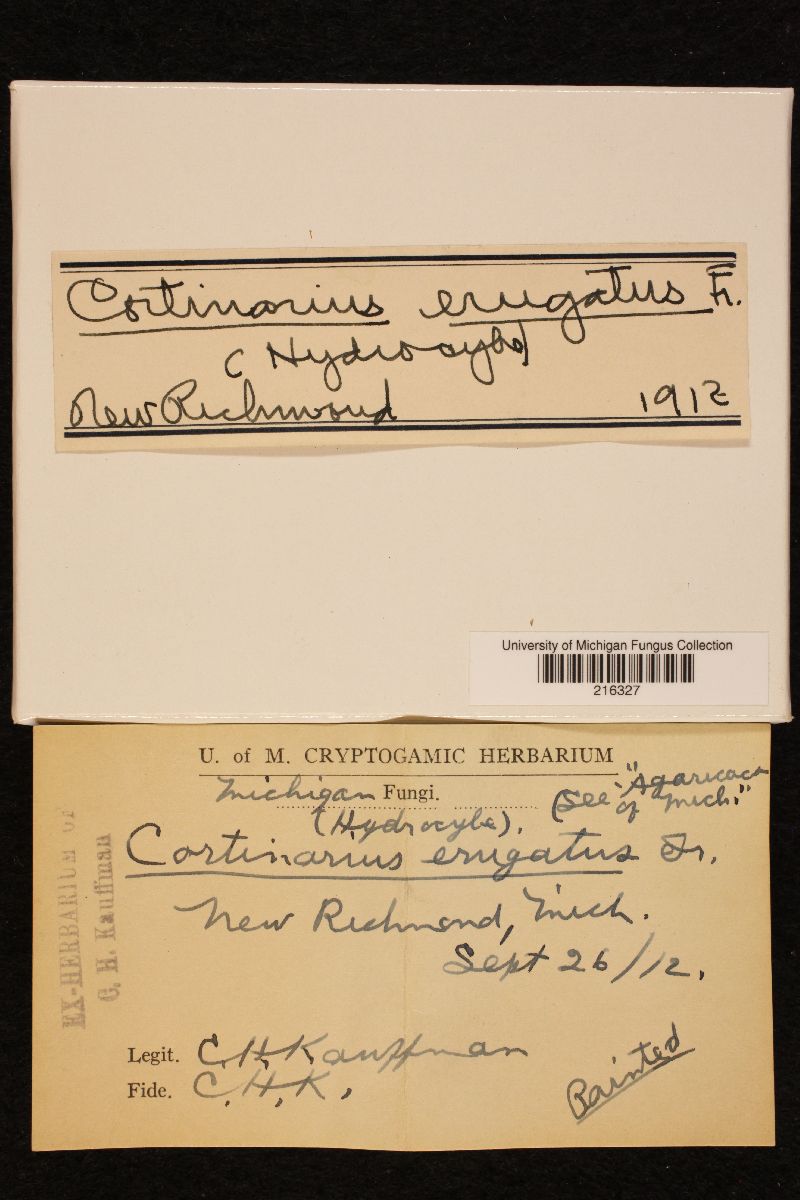 Cortinarius erugatus image