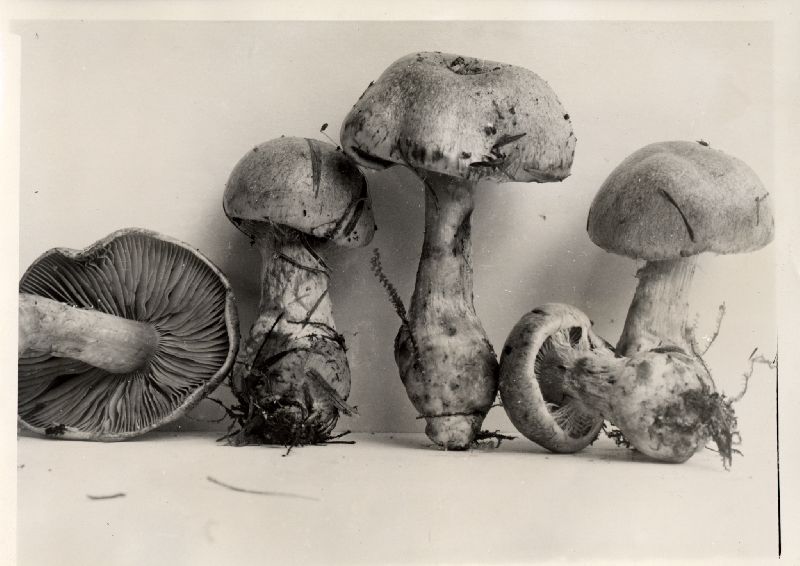 Cortinarius euchrous image