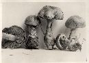 Cortinarius euchrous image